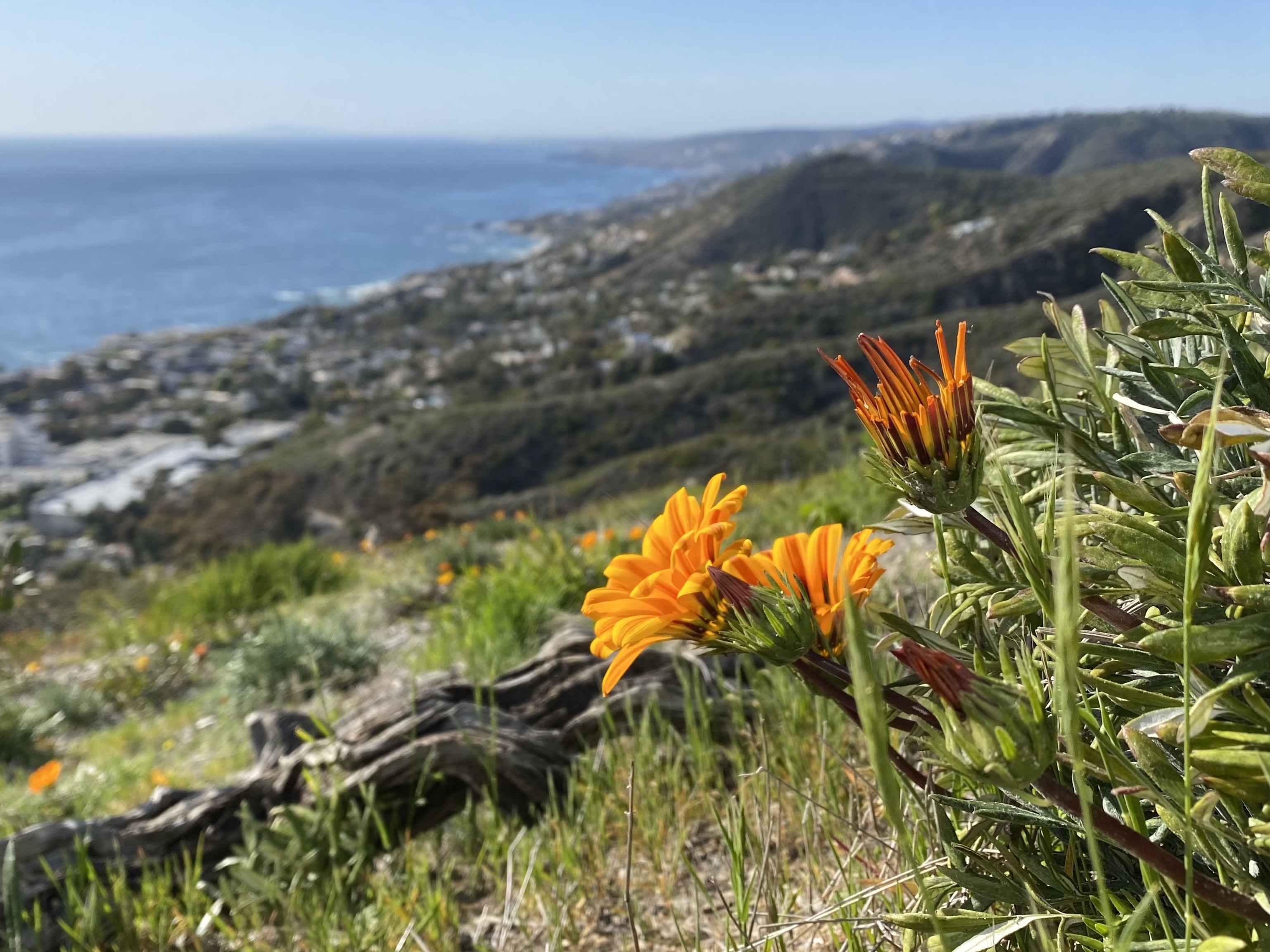 Orange flowers and coastal hills viewed from Badlands Park in Laguna Niguel in 2021
